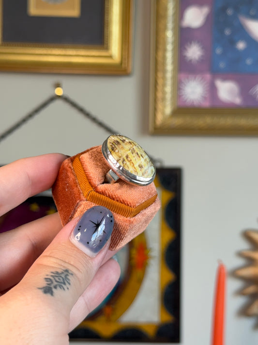 Fossilized wood ring