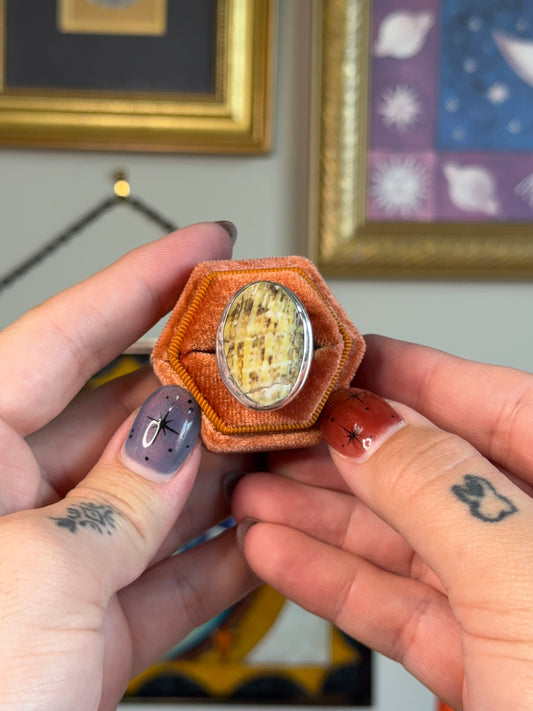Fossilized wood ring
